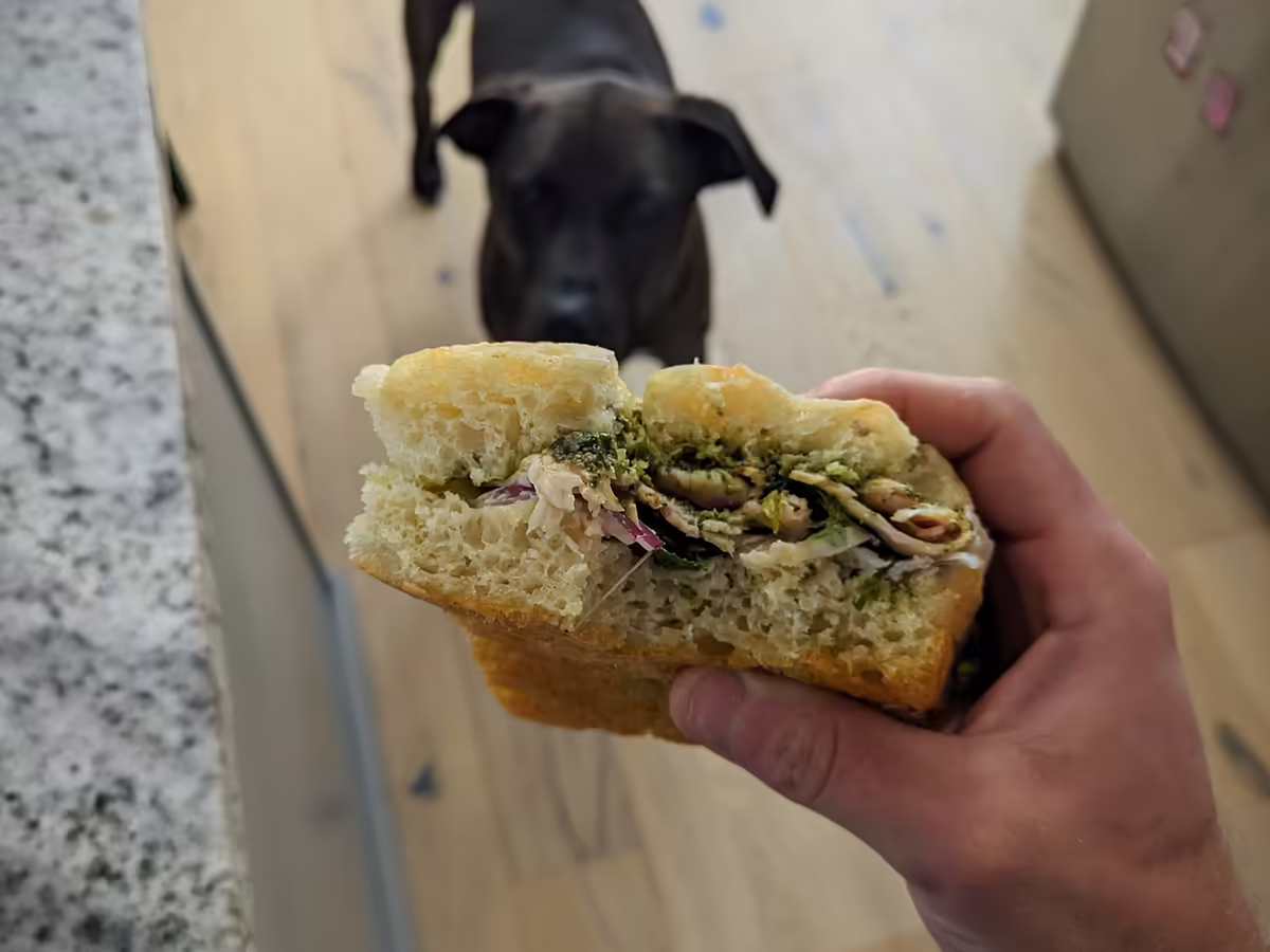 turkey pesto slab sandwich, with Leo in the background pining for some scraps